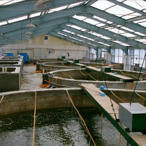 640px-Shrimp_hatchery