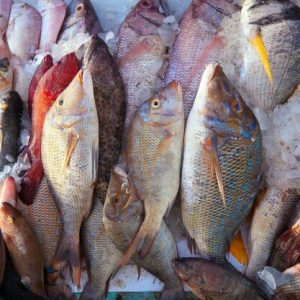 Fish Fry Production