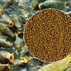 fish-feeds-500x500